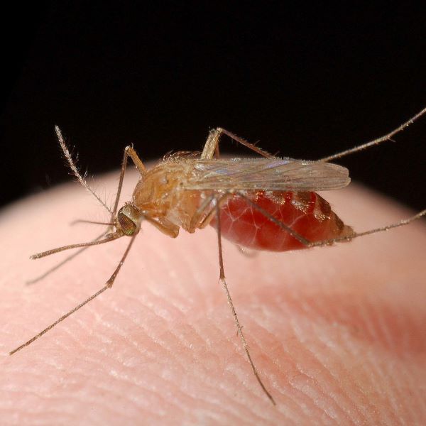 UF/IFAS study: new mosquito species reported in Florida
