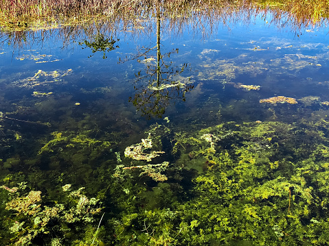 UF public perception survey shows high level of concern over algal blooms in Florida waters