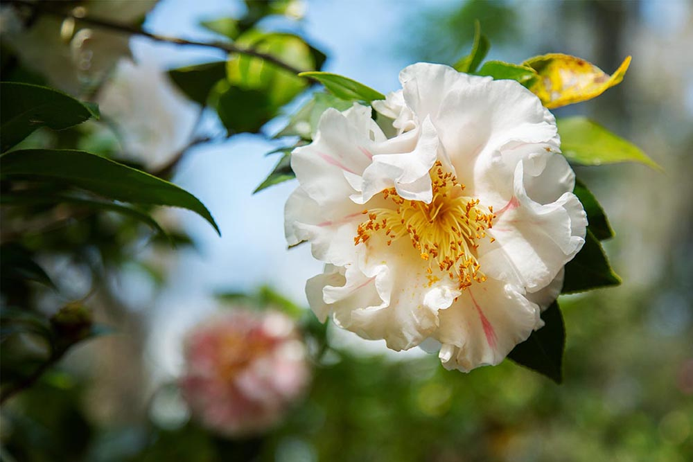 Wilmot Gardens - white camellia