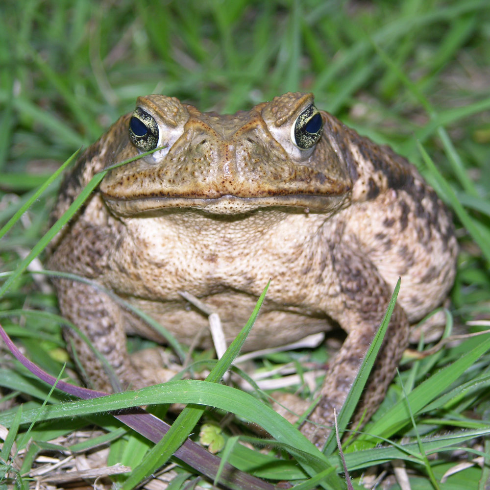 UF expert: Help prevent cane toads from poisoning your pet
