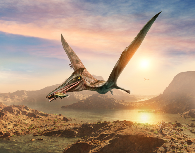 an illustration of a flying pterosaur 