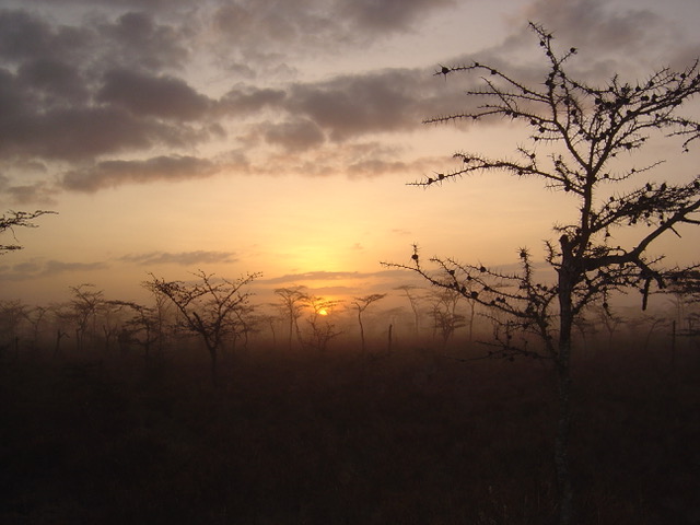 Temperatures in the African savanna affect ant/plant mutualism
