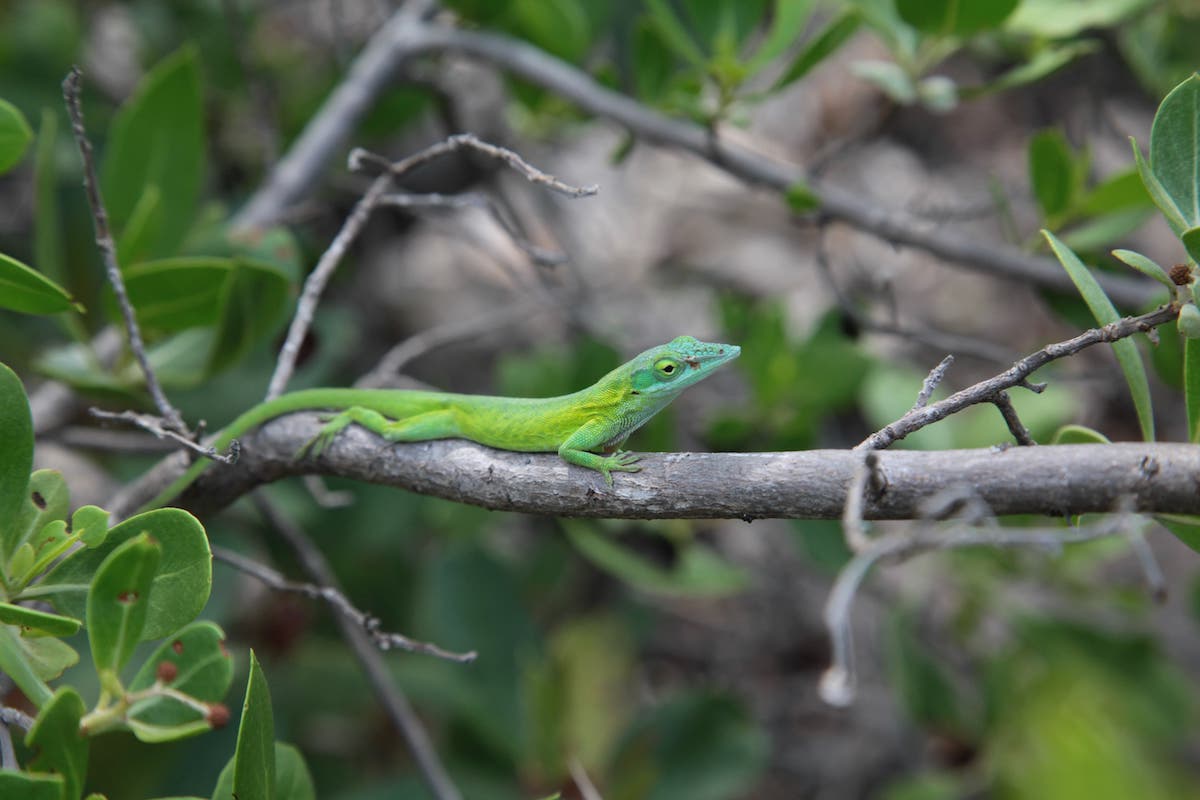 a green anole. cute lil guy. 