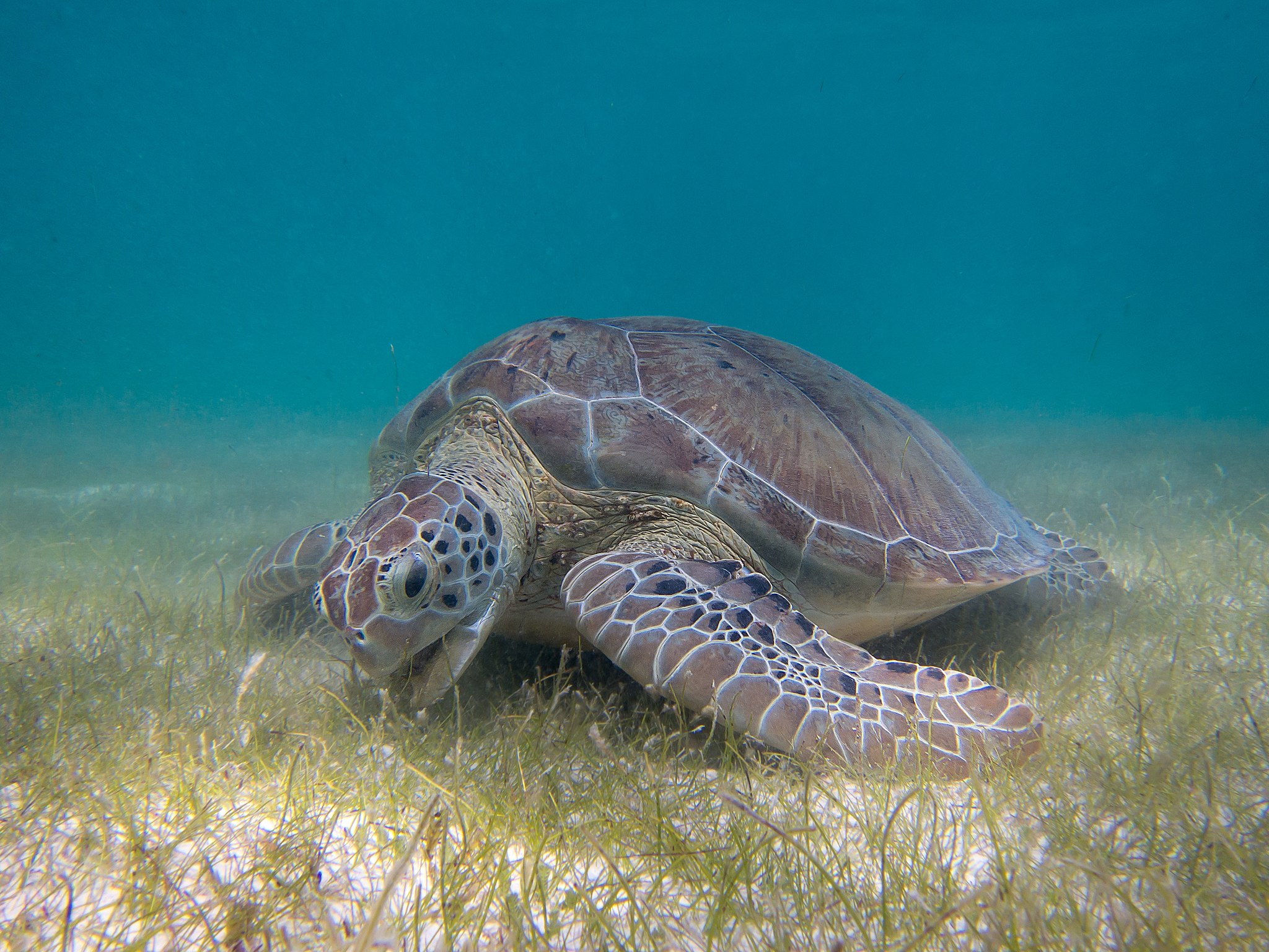 Seagrass meadows harbor wildlife for centuries, highlighting need for conservation