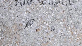 Impressions of live oak leaves in the concrete