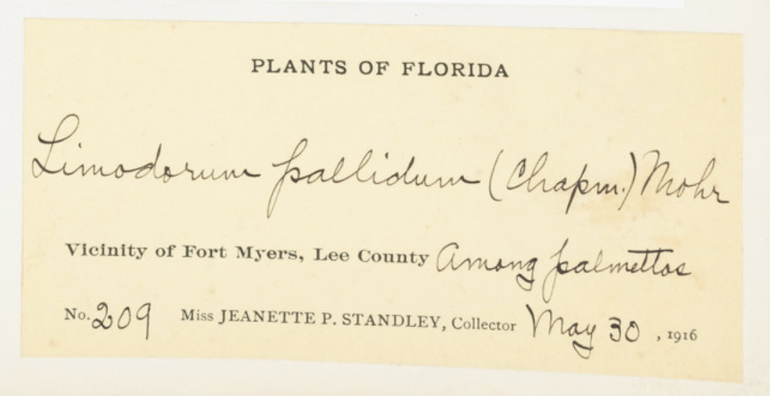 handwriting describes where a butterfly was found in Ft Myers in 1916