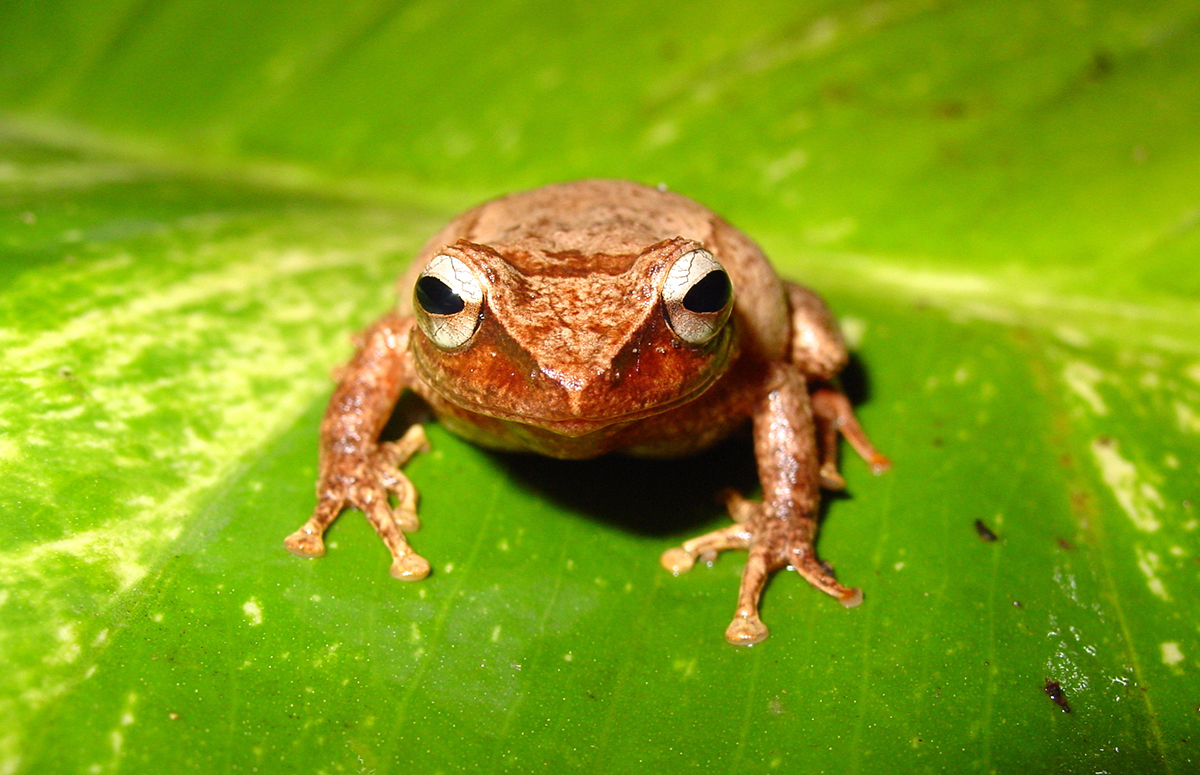 Coquí fossil from Puerto Rico takes title of oldest Caribbean frog