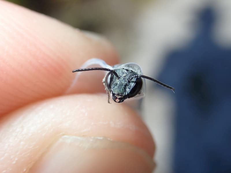 Florida’s rare blue bee rediscovered at Lake Wales Ridge