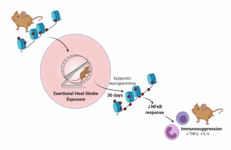 Exertional heat stroke lays down epigenetic memories on DNA that may have longterm impacts on immune function 