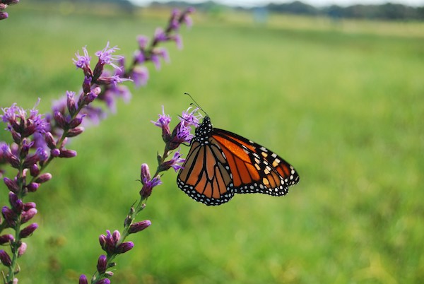 Want to help monarchs? Plant more than milkweed, study says