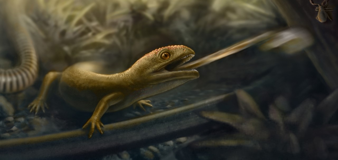 Earliest example of a rapid-fire tongue found in ‘weird and wonderful’ extinct amphibians