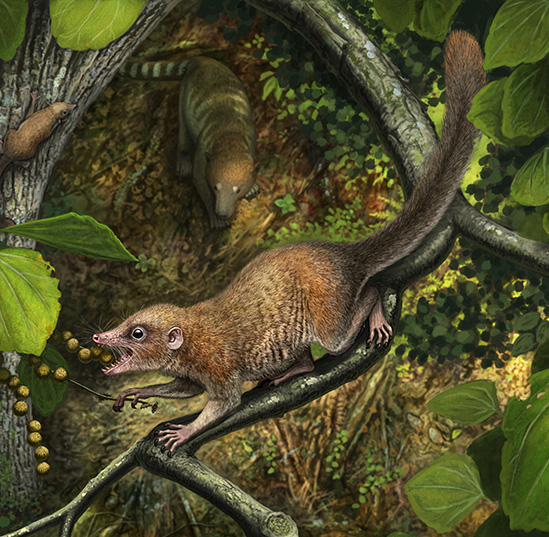 UF researcher helps confirm ancient primates once walked with dinosaurs