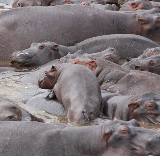 Hippos’ constant defecating turns African pools into communal guts