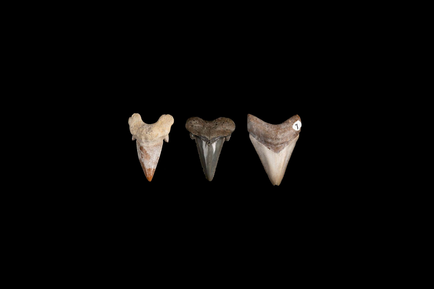 An image of three shark teeth