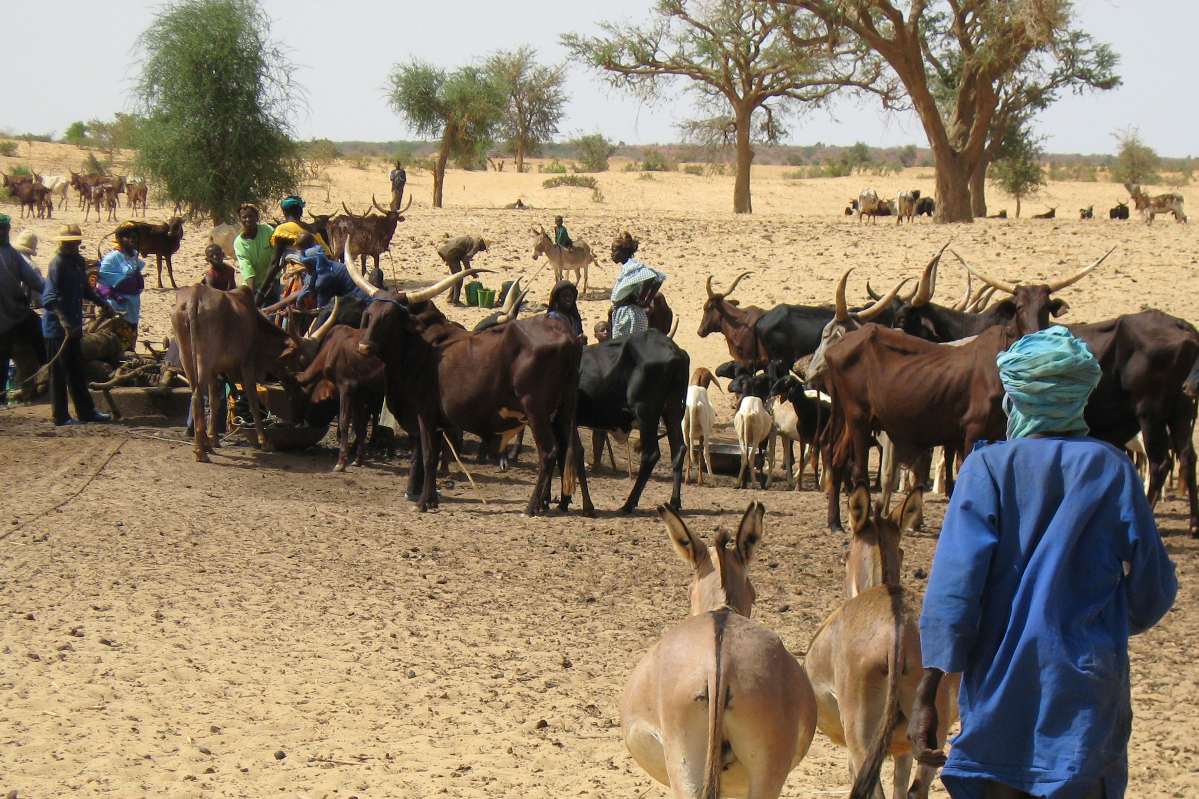 Several people stand among livestock in on open field in Niger