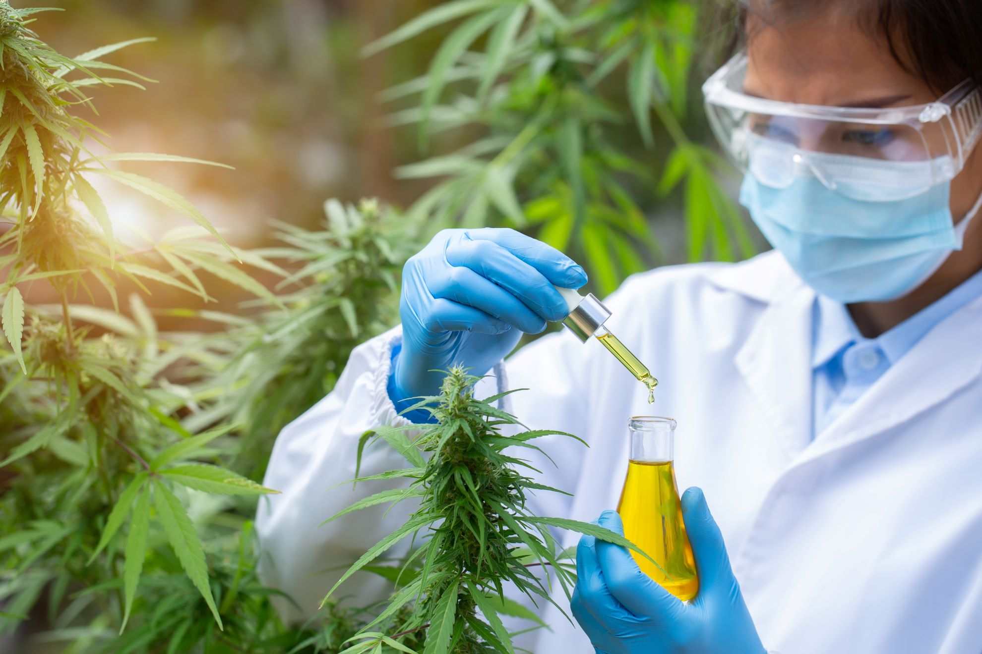 <p>A consortium of nine universities in Florida, led by two professors at UF, is in the early stages of investigating medical marijuana. Photo Credit: Shutterstock</p>