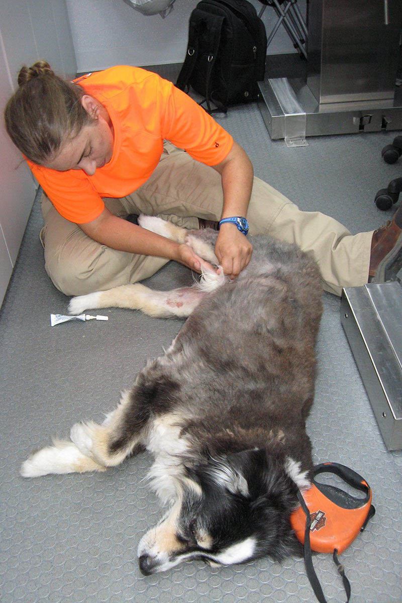 A woman examines a dog during a mock drill