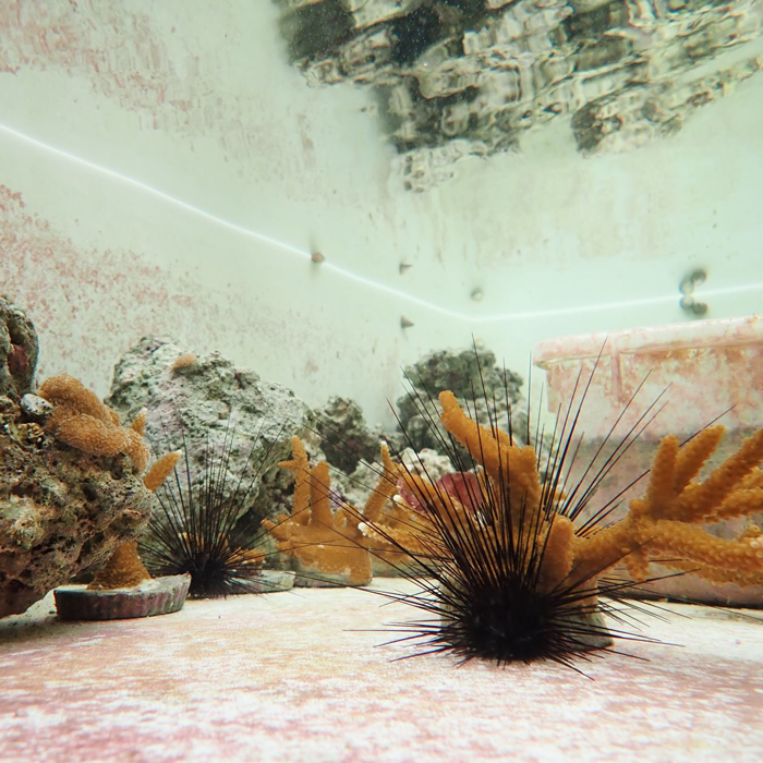 UF research shows a step toward restoring sea urchins: ‘The lawnmowers of reefs’
