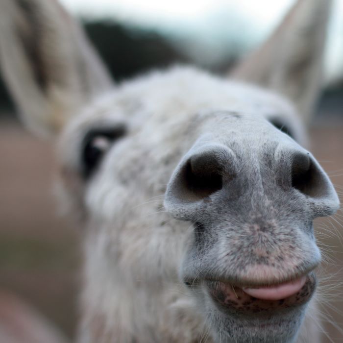 Researchers discover ancient origins of donkeys