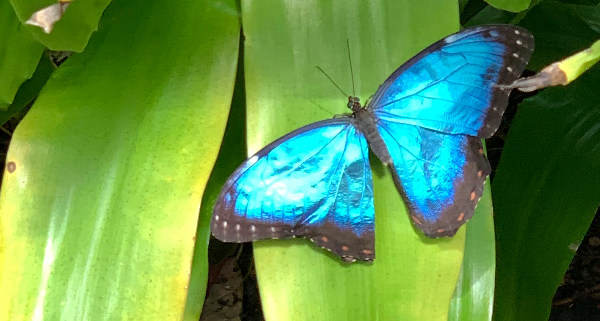 <p>There are 12 million butterflies in the collection at the McGuire Center for Lepidoptera and Biodiversity at the University of Florida. </p>