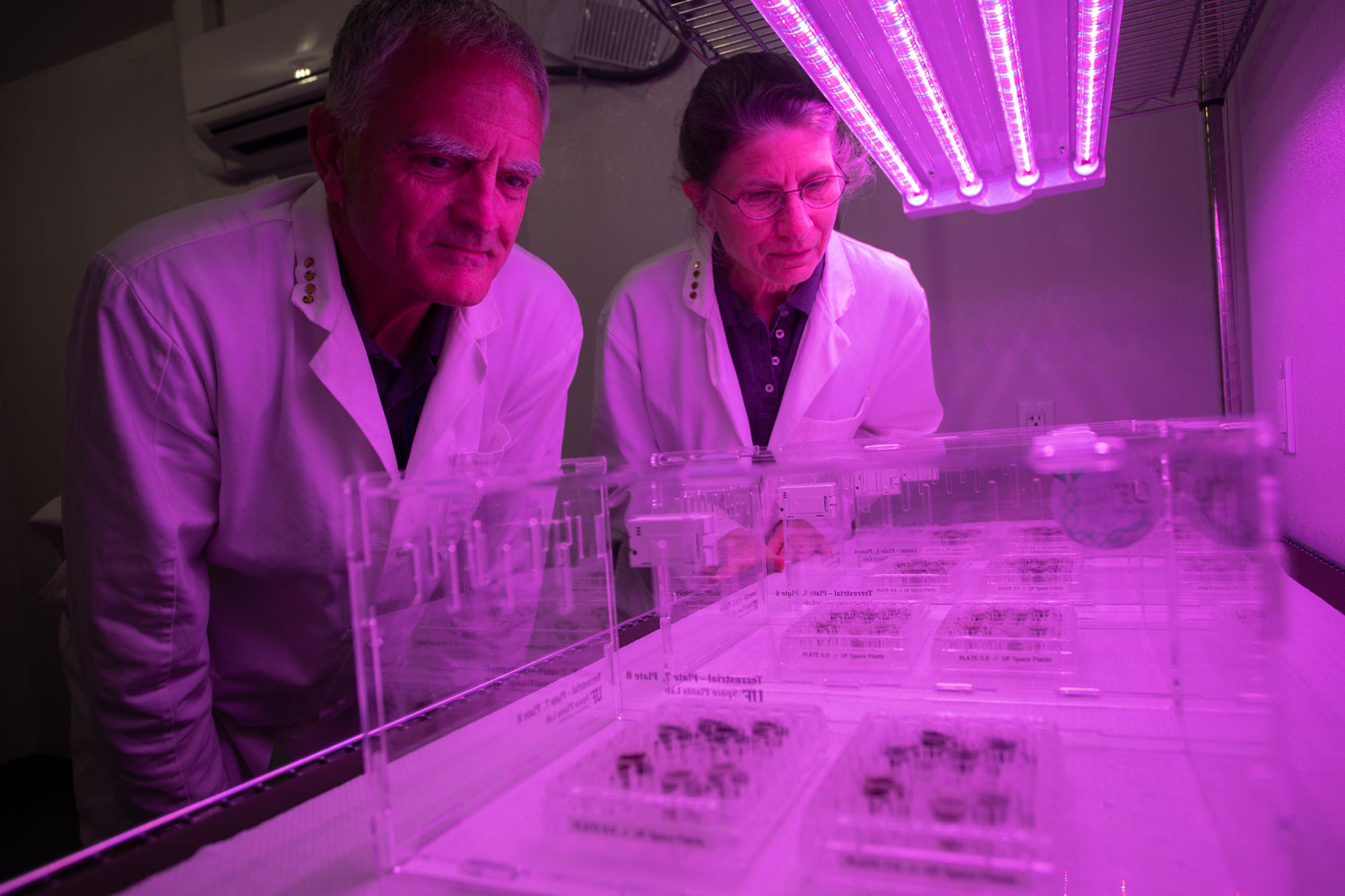 Rob Ferl and Anna-Lisa Paul work on plants in lunar soil under purple light