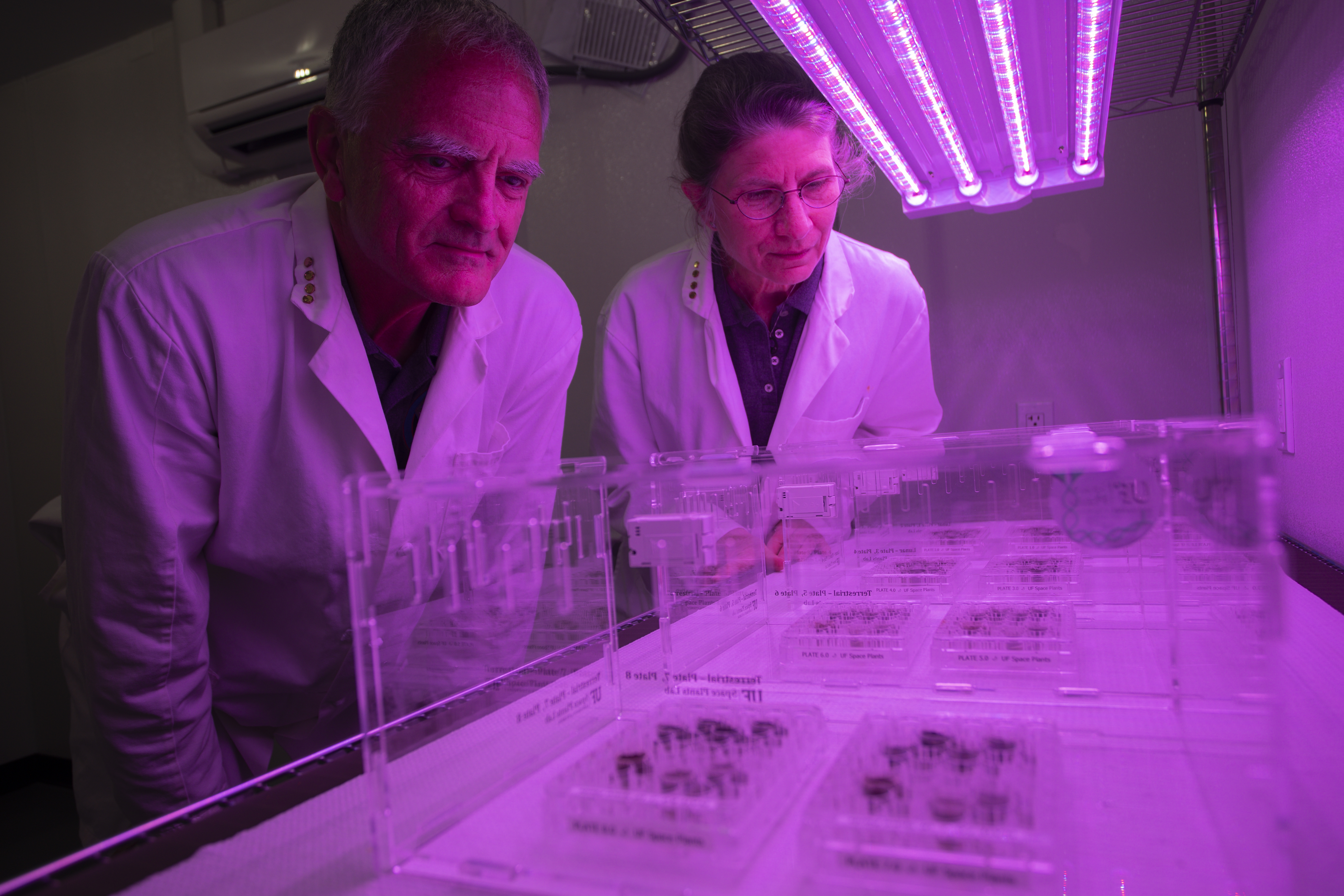 Rob Ferl and Anna-Lisa Paul work on plants in lunar soil in purple light. 