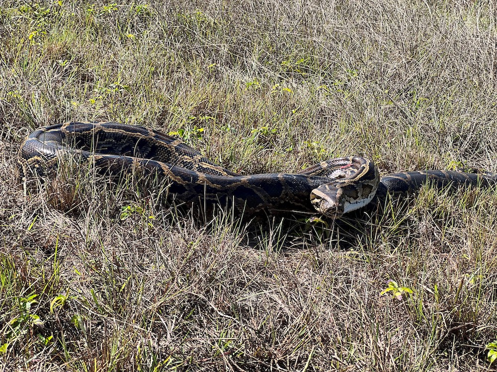 <p>A Burmese python tagged by scientists from UF/IFAS Croc Docs</p>