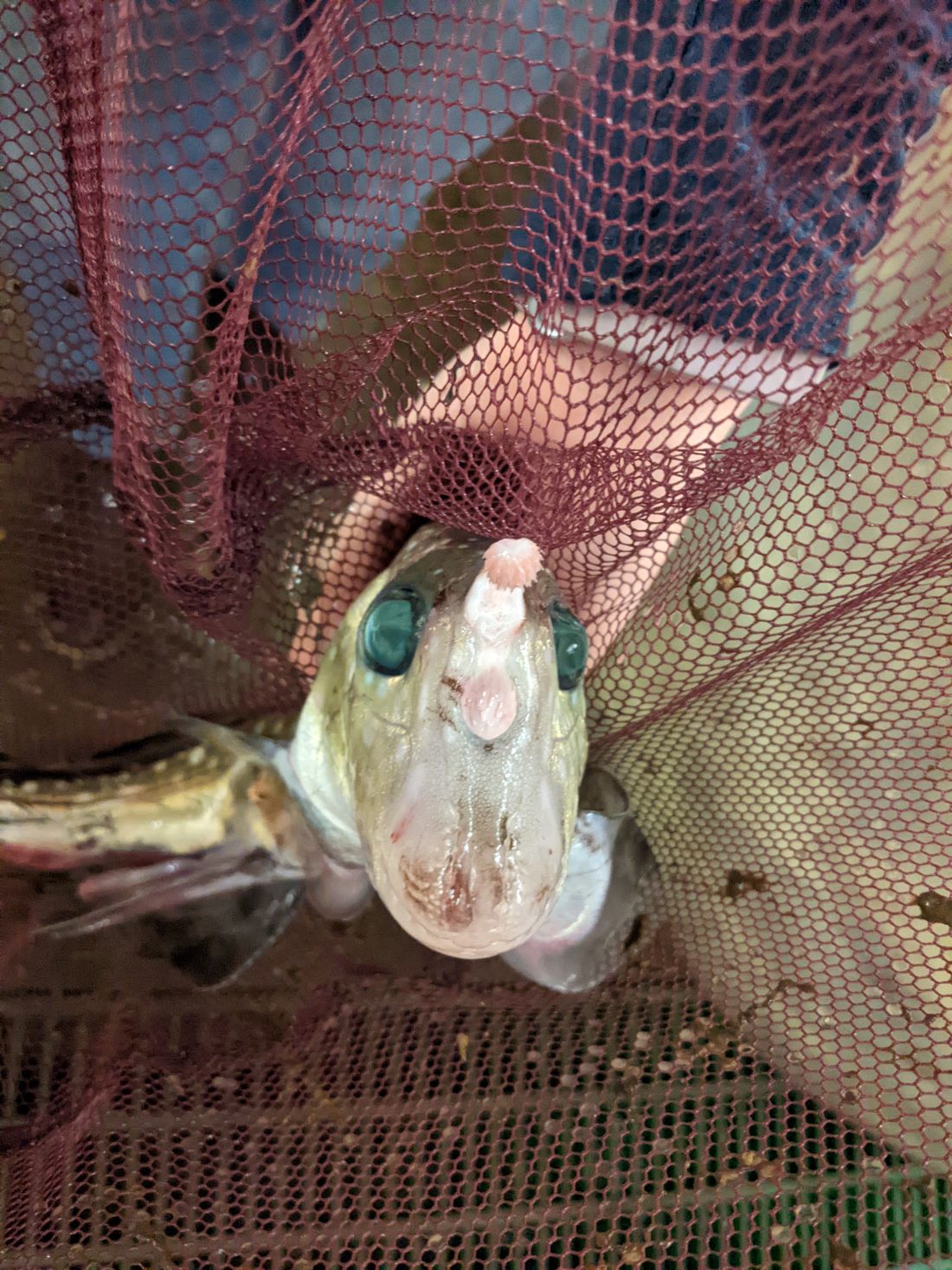 a ghost shark reveals its tenaculum, a giant bulb on forehead with teeth