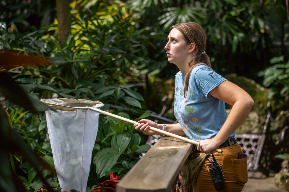 A woman tries to catch butterflies with a large net in an indoor rainforest