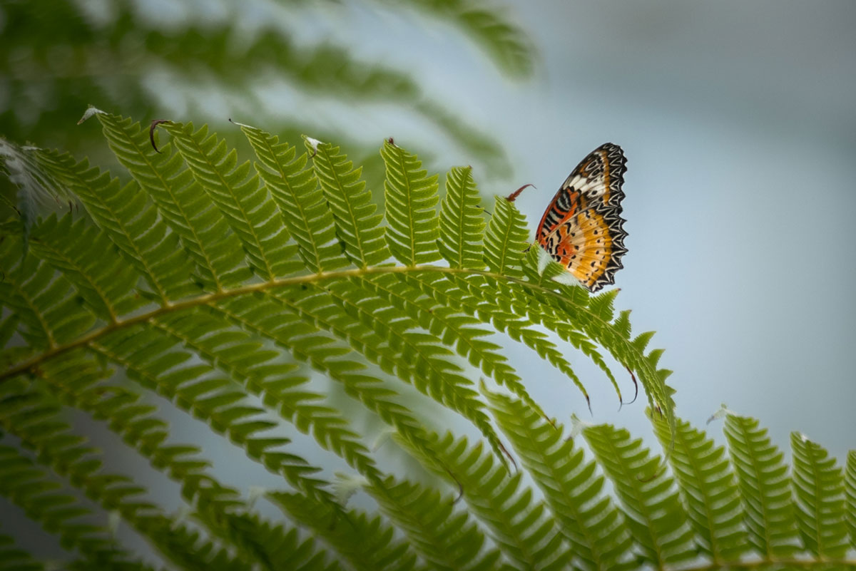 A butterfly rests on a plant