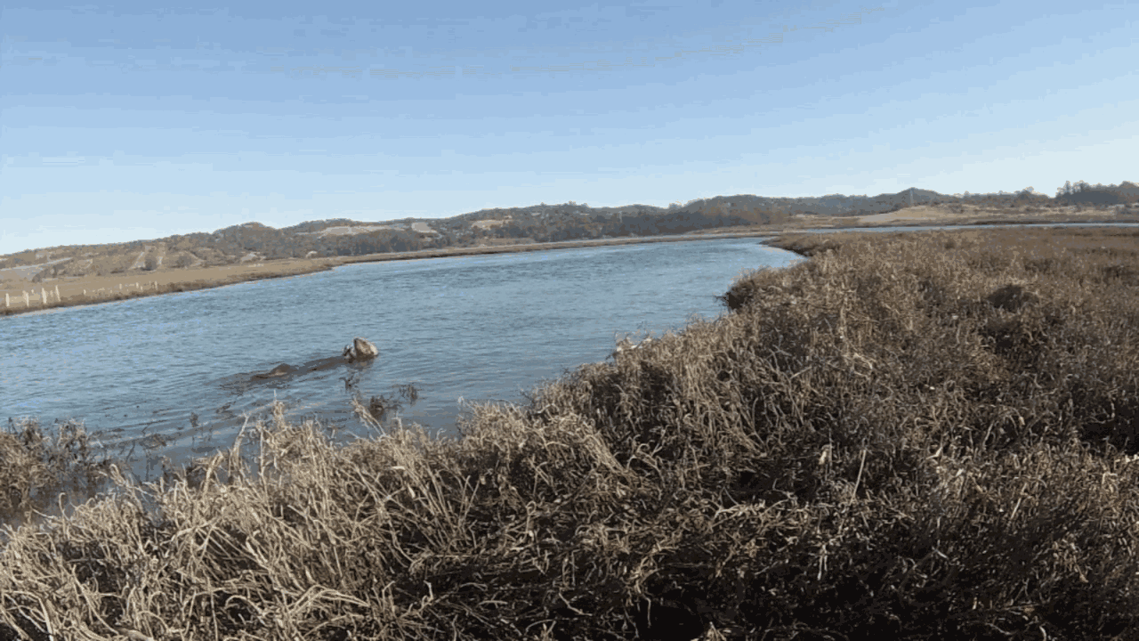 an otter foraging through the water