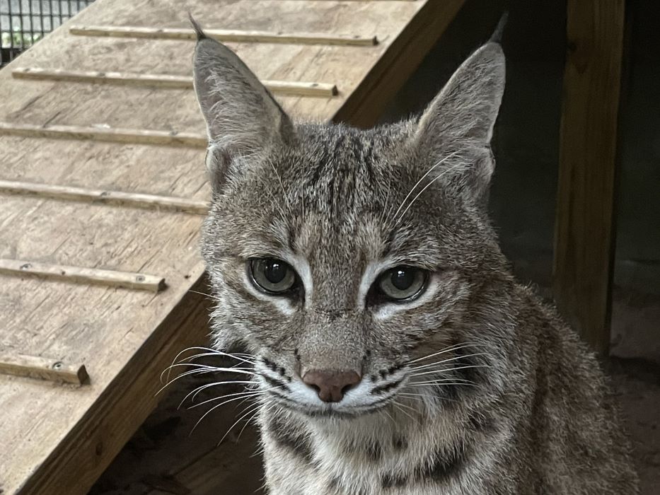 A close up frontal view of a bobcat in her enclosure at a zoo