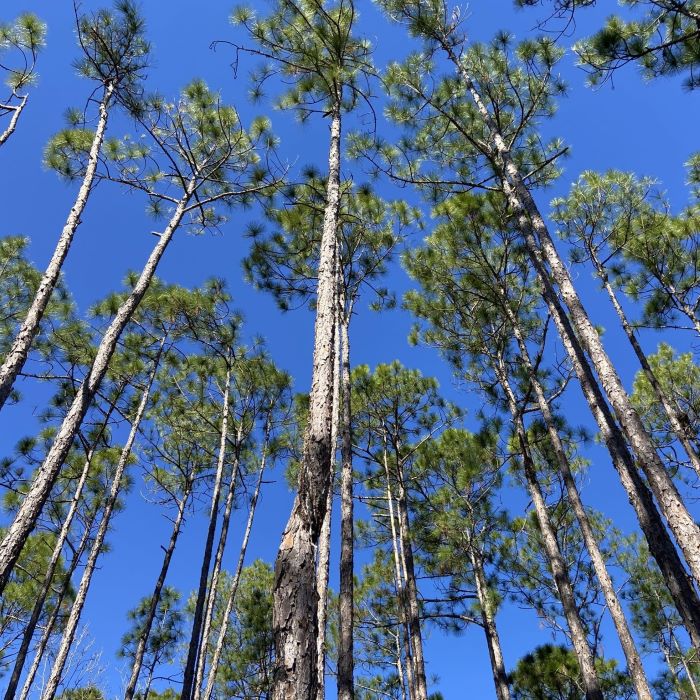 Climate change threatens global forest carbon sequestration, study finds