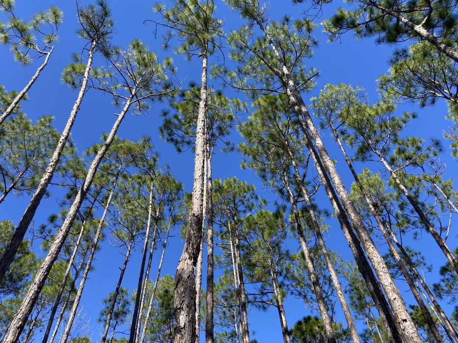 From a low angle looking up at a stand of dozens of longleaf pine trees with a blue sky above