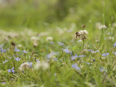 Native North American bee species are declining at an alarming rate, with 34.7% of species at risk of extinction.
