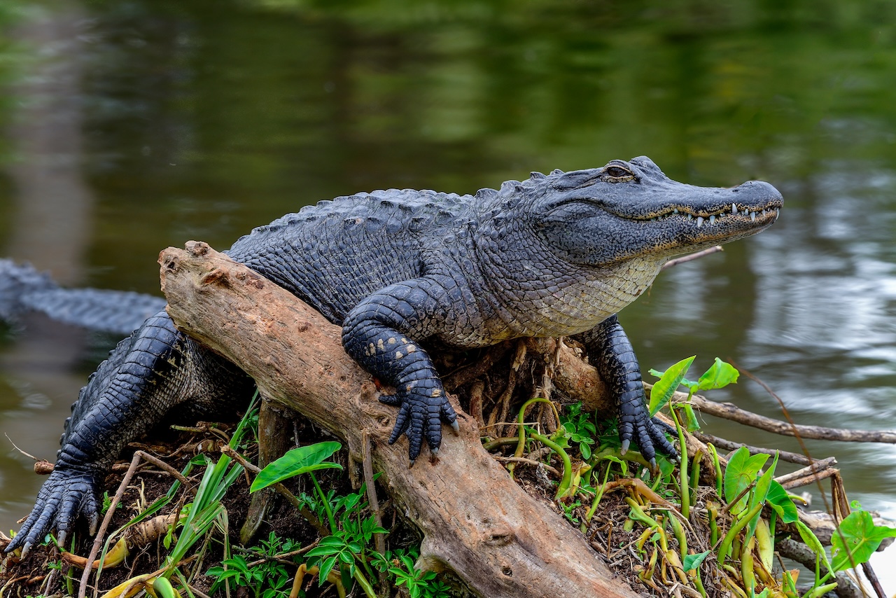 An American alligator sits on a tree branch