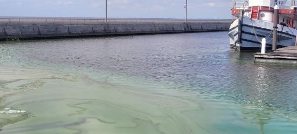 algae shown in Florida waters