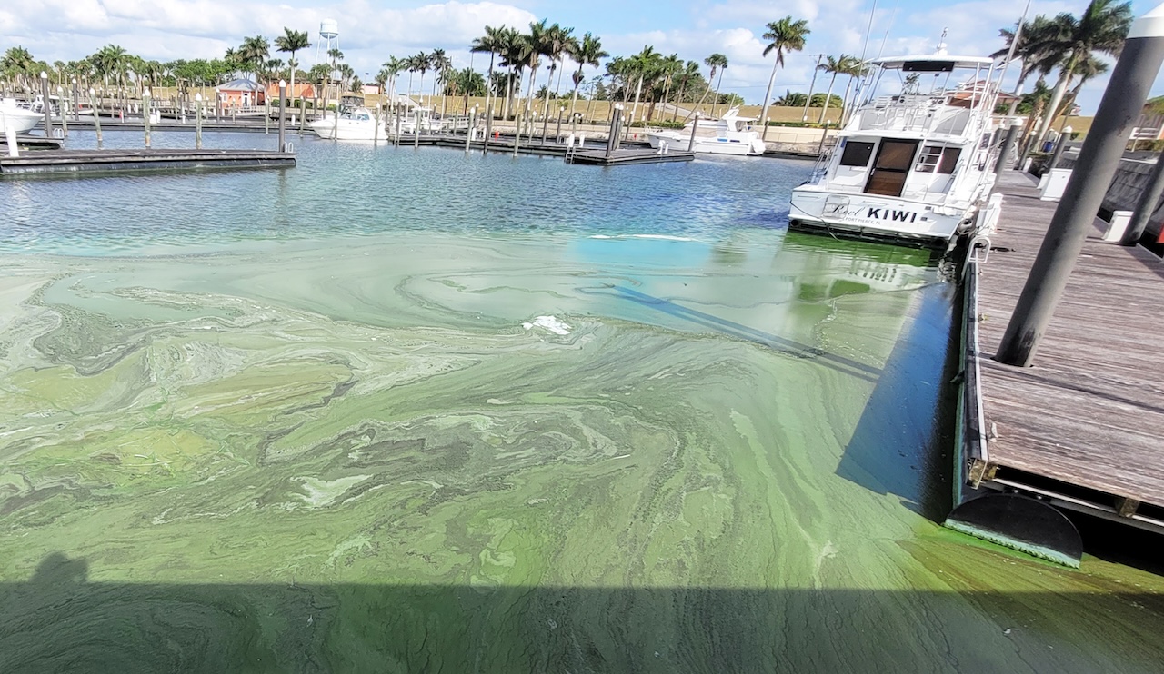 an algal bloom in a Florida marina area