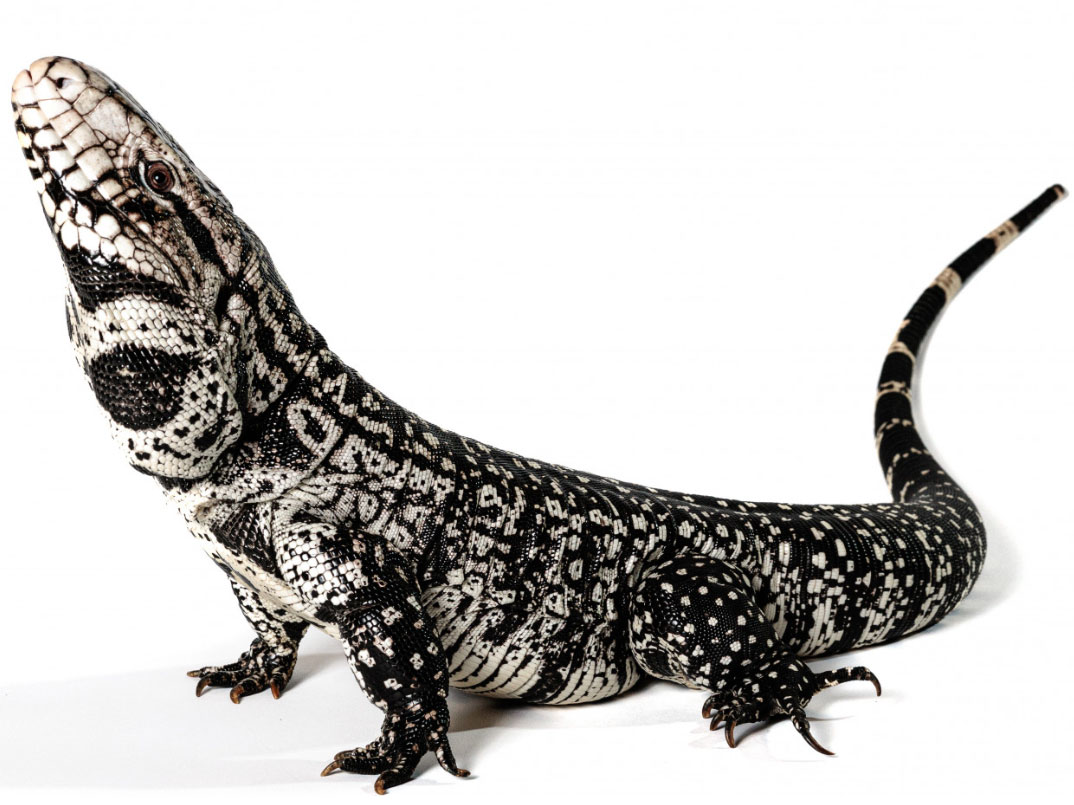 A black and white tegu with a white background.
