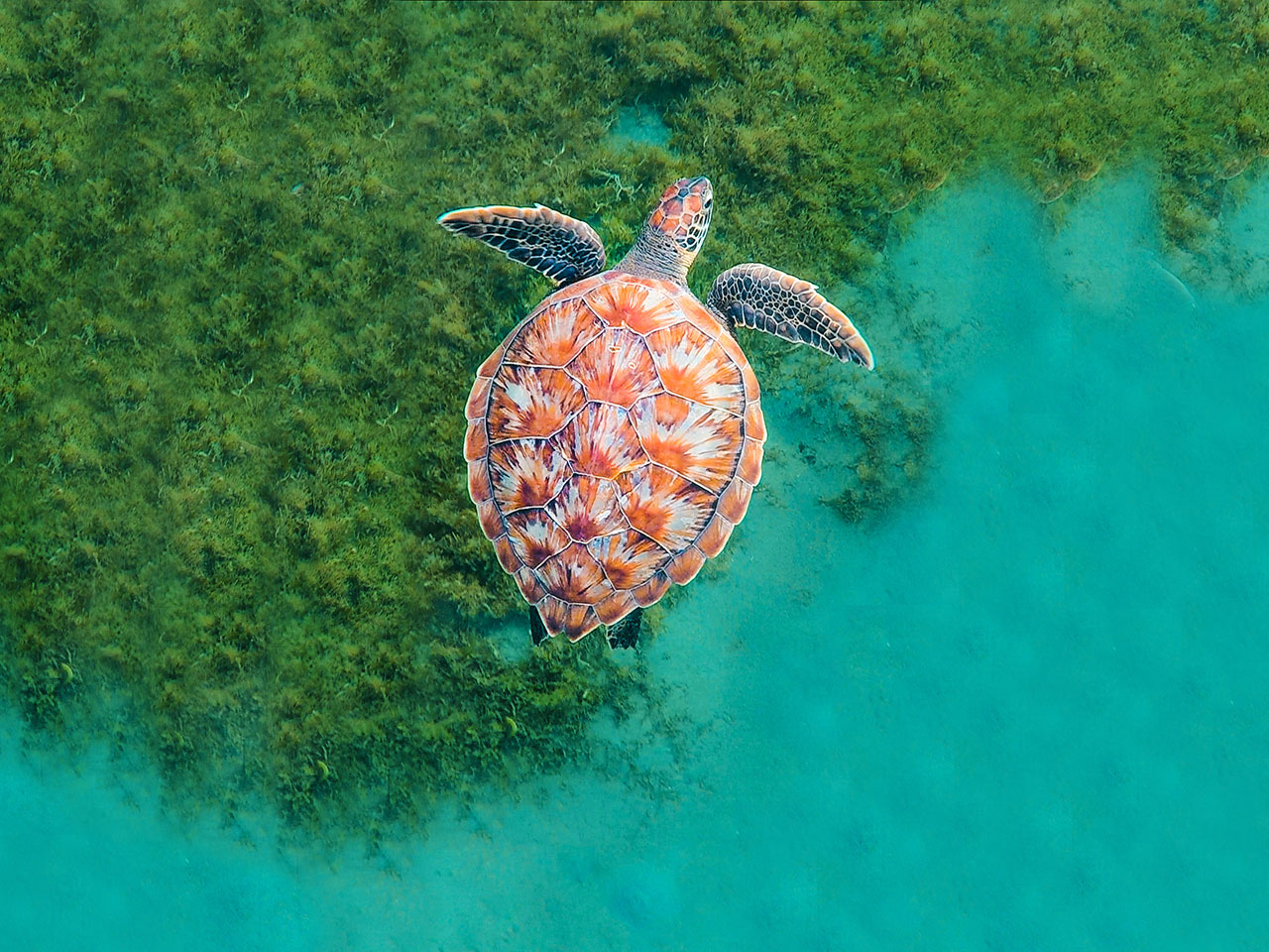 A sea turtle swimming