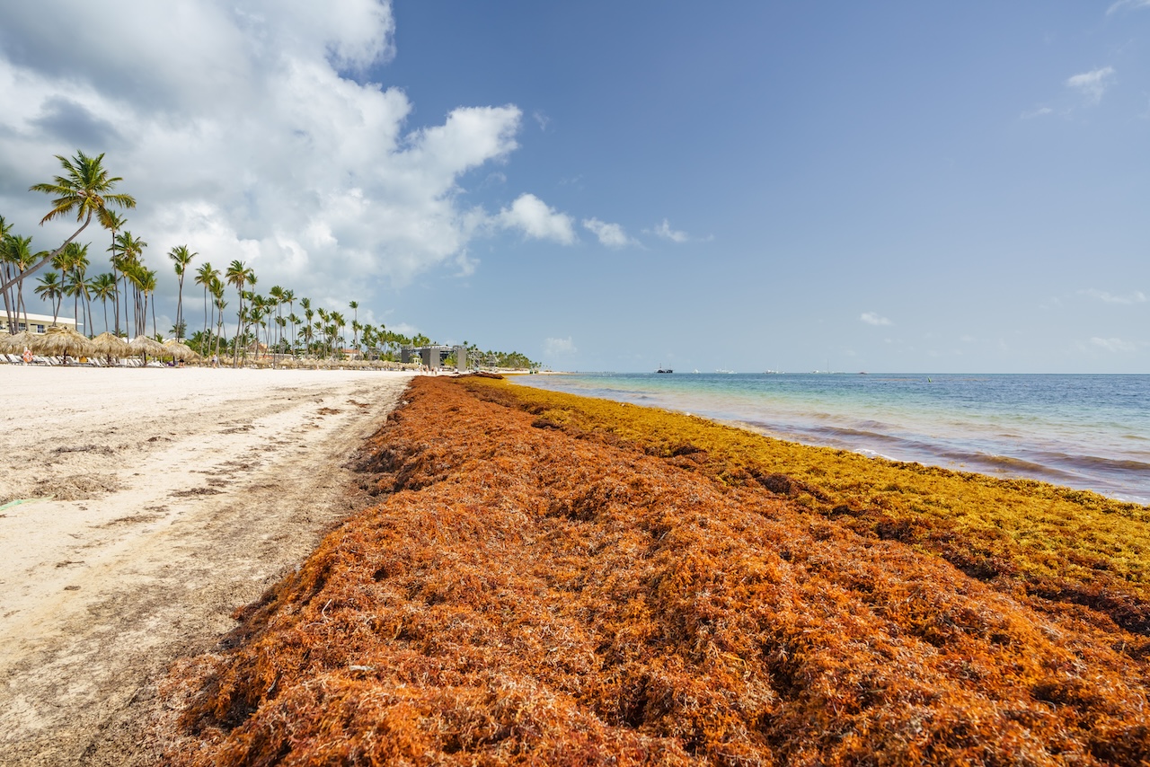 a beach that is overrun with seaweed