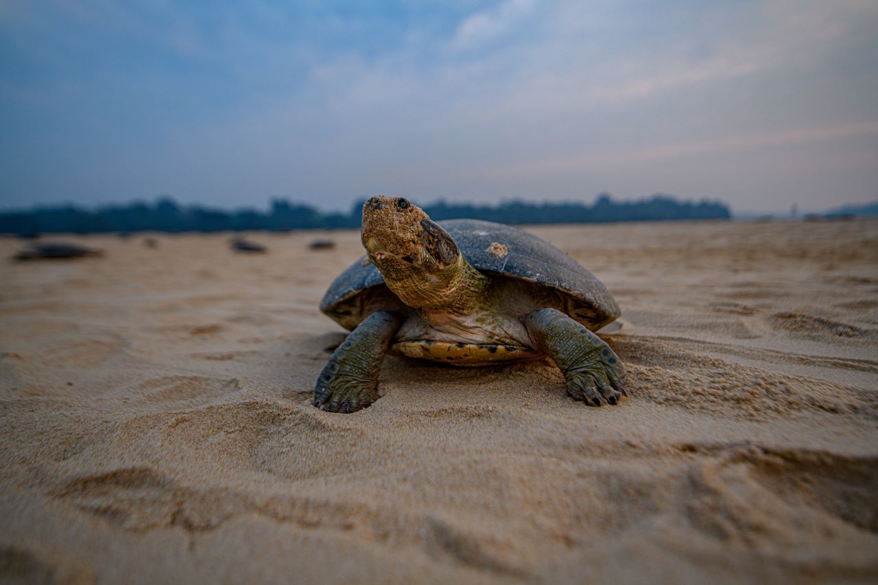 close up of turtle in the sand