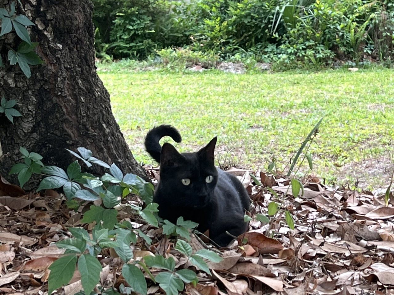 A black cat sitting in leaves under a tree