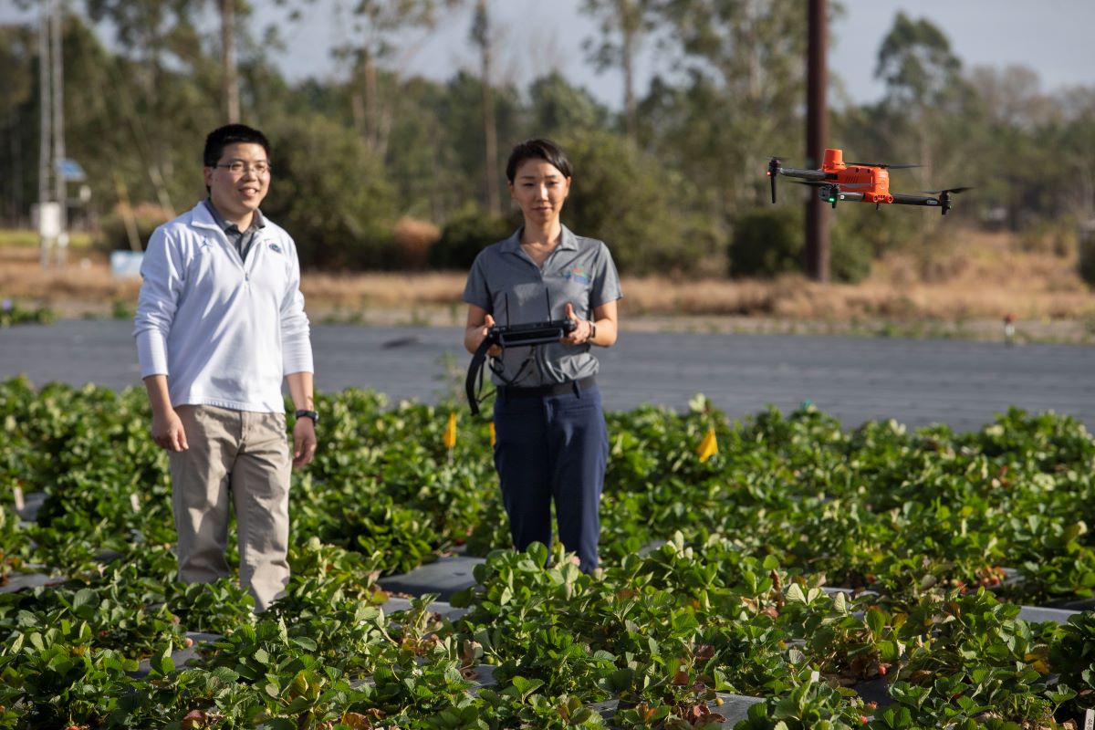 two scientists in a field of crops flying a drone