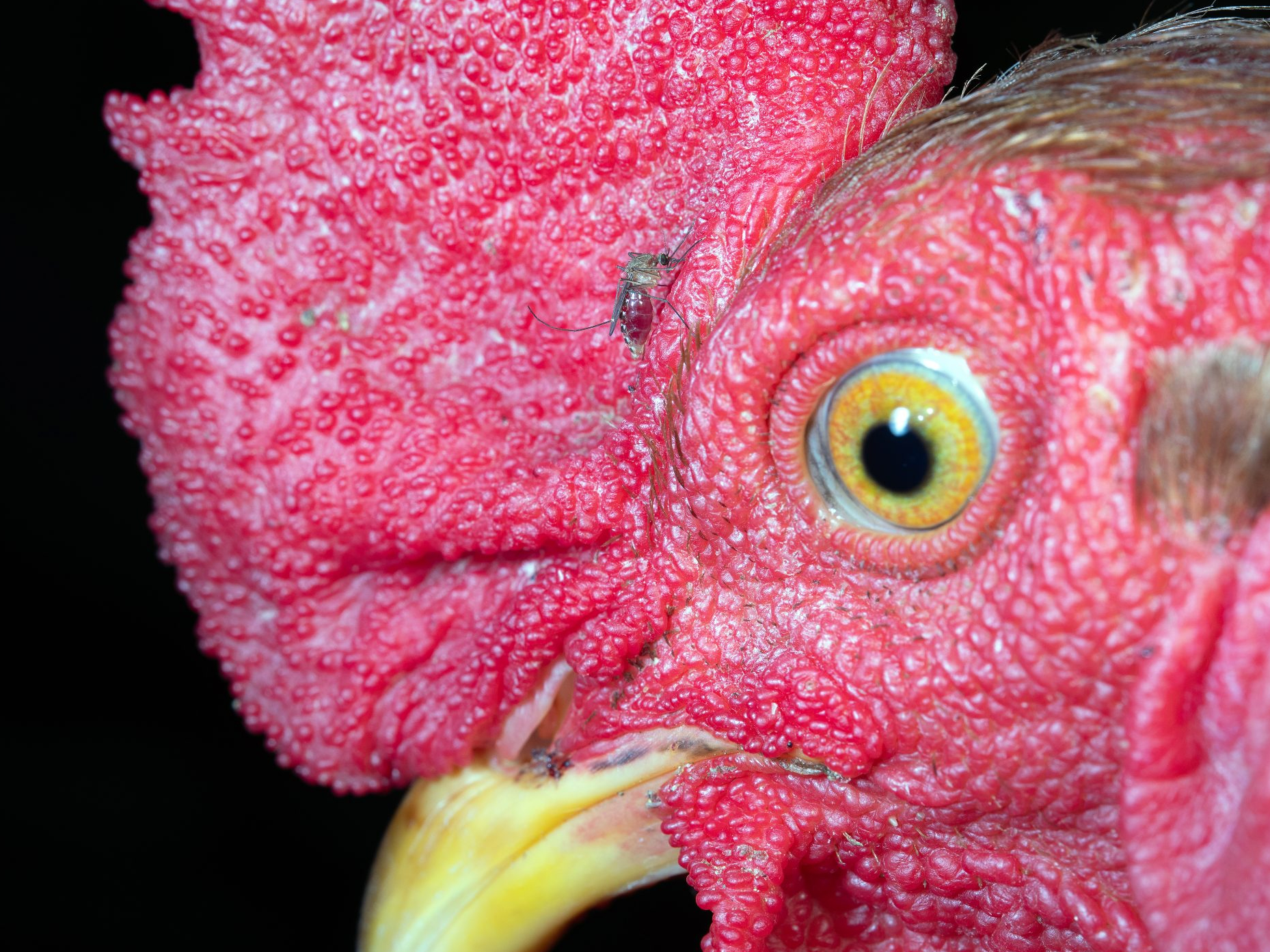Chicken close up image