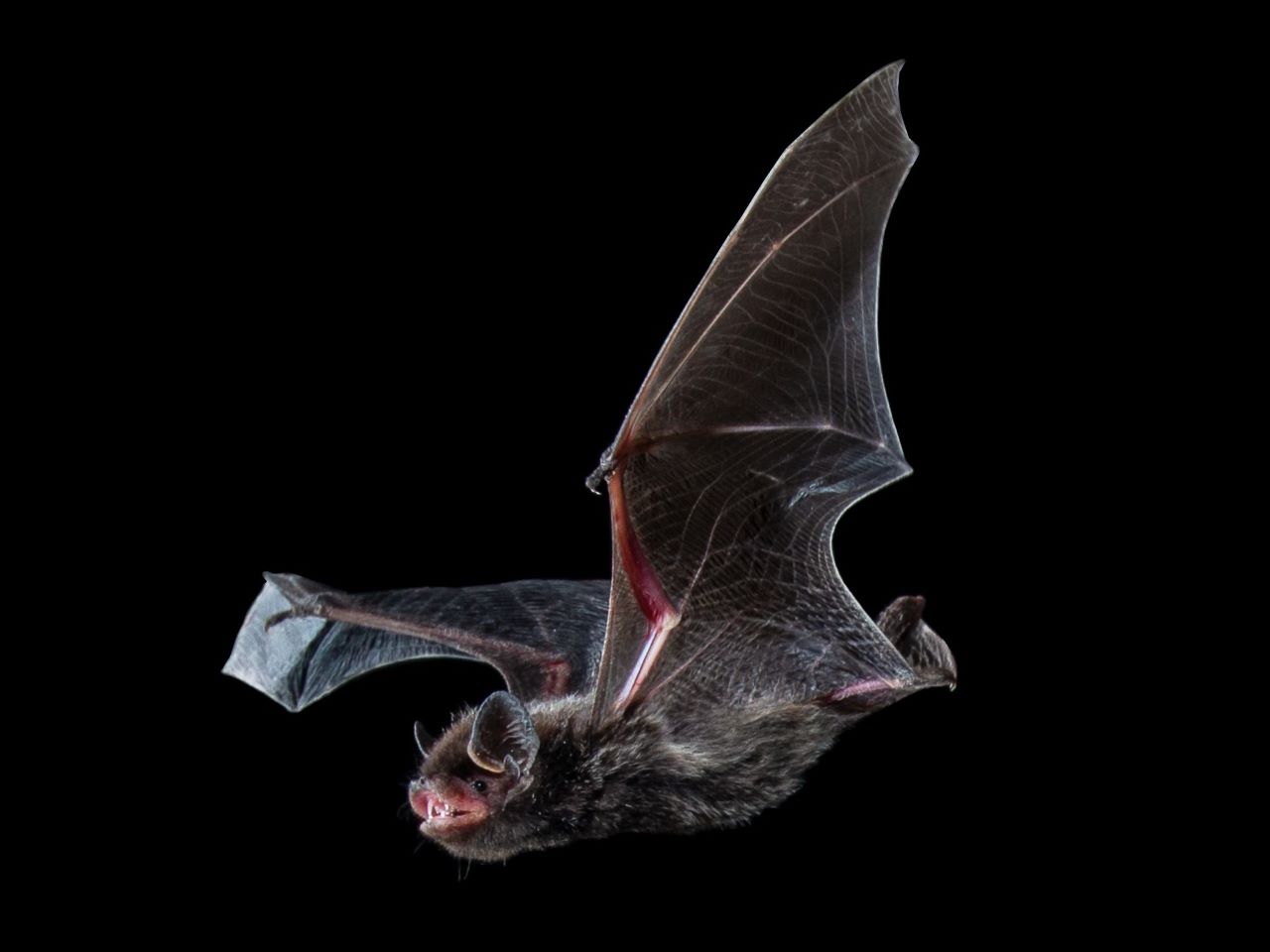 A swooping bat against a black background