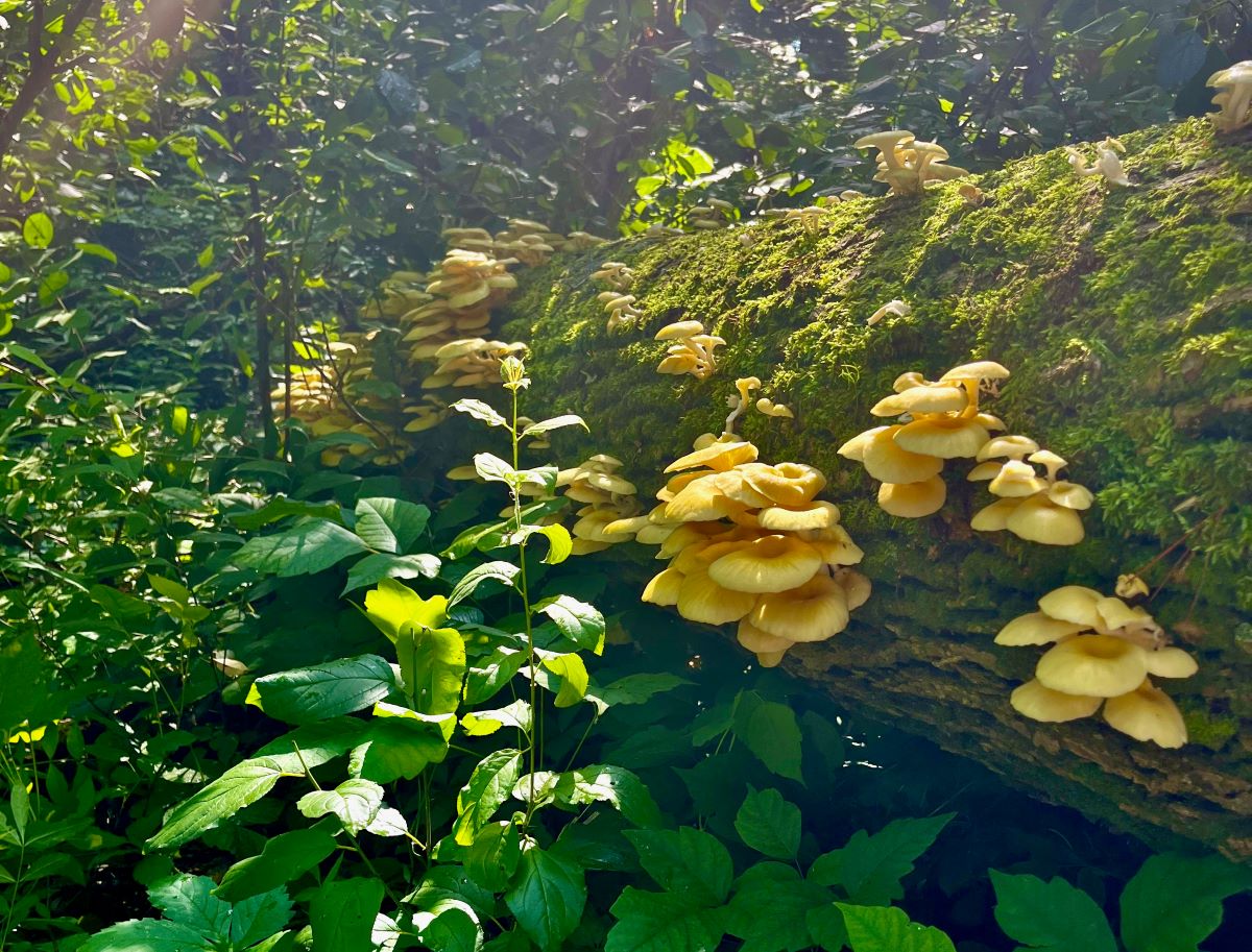 clusters of golden oyster mushrooms growing on a log