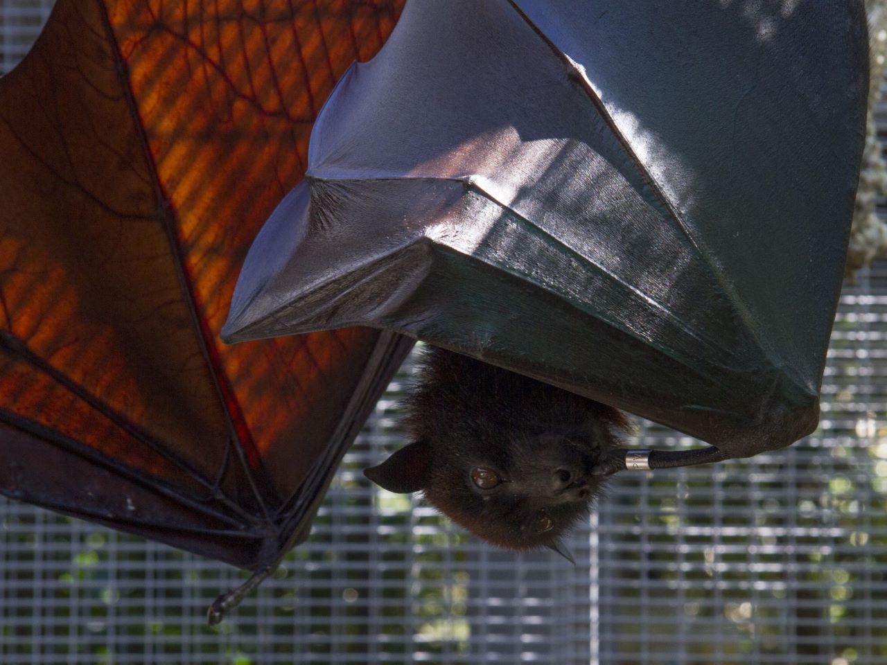 An upside down bat curling its wings around itself