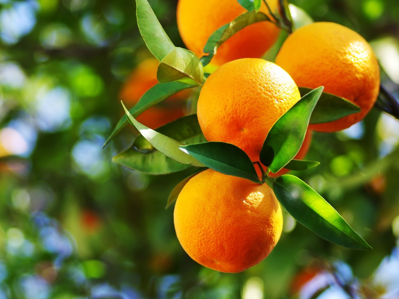 Several oranges on an orange tree