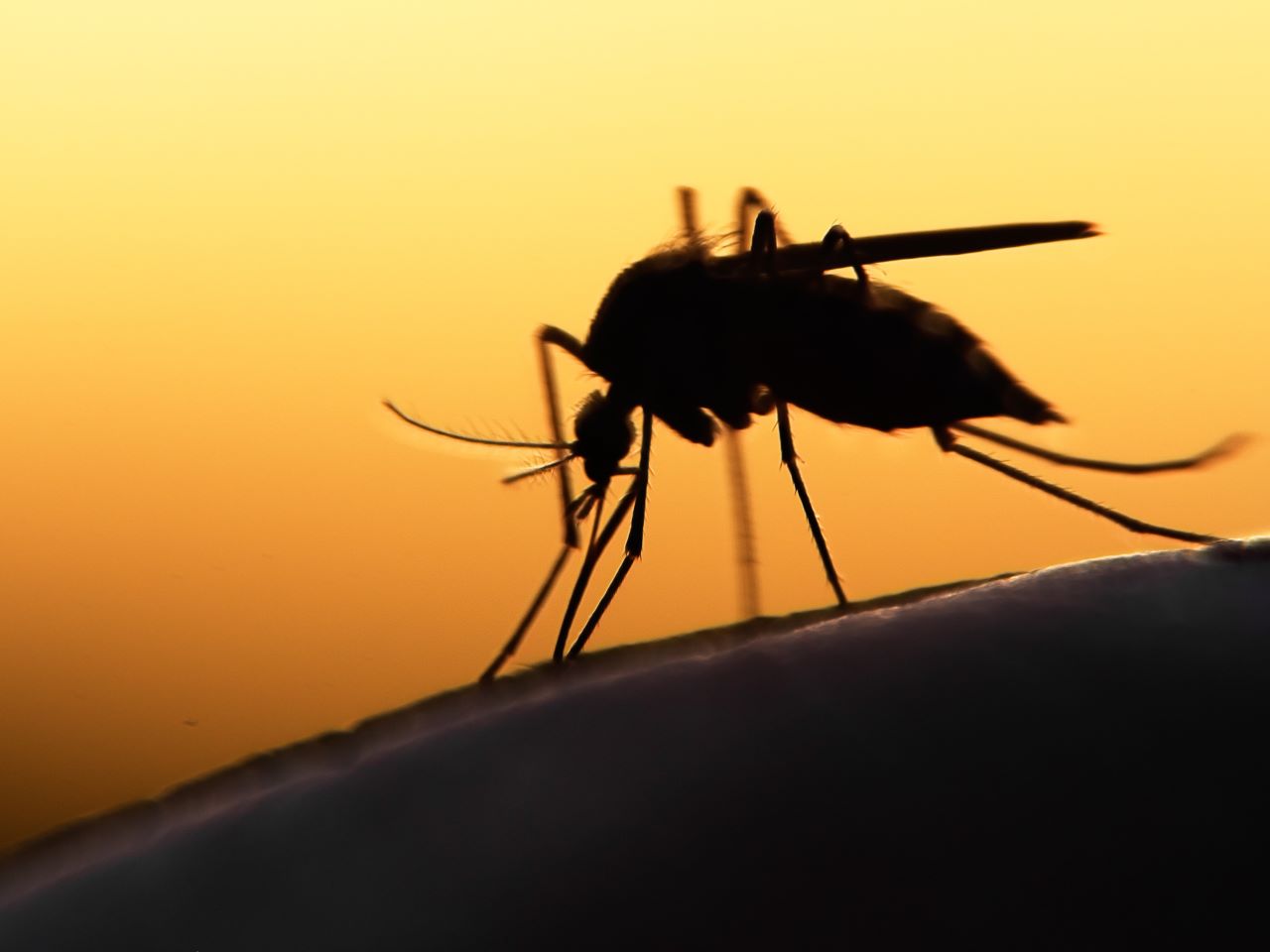 A mosquito silhouetted against a bright light